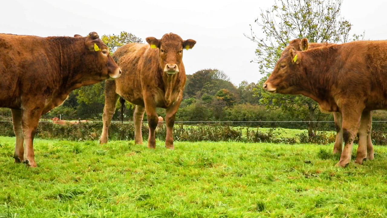 Offaly man sells Limousin yearlings to finance debut single