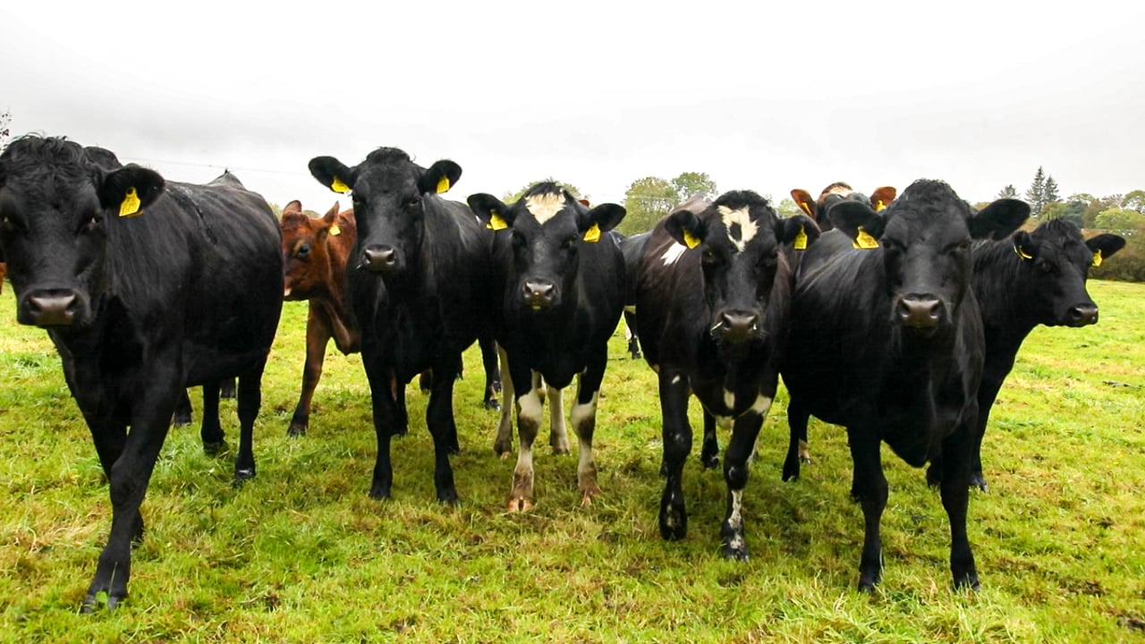 Benefits of early turnout for replacement heifers