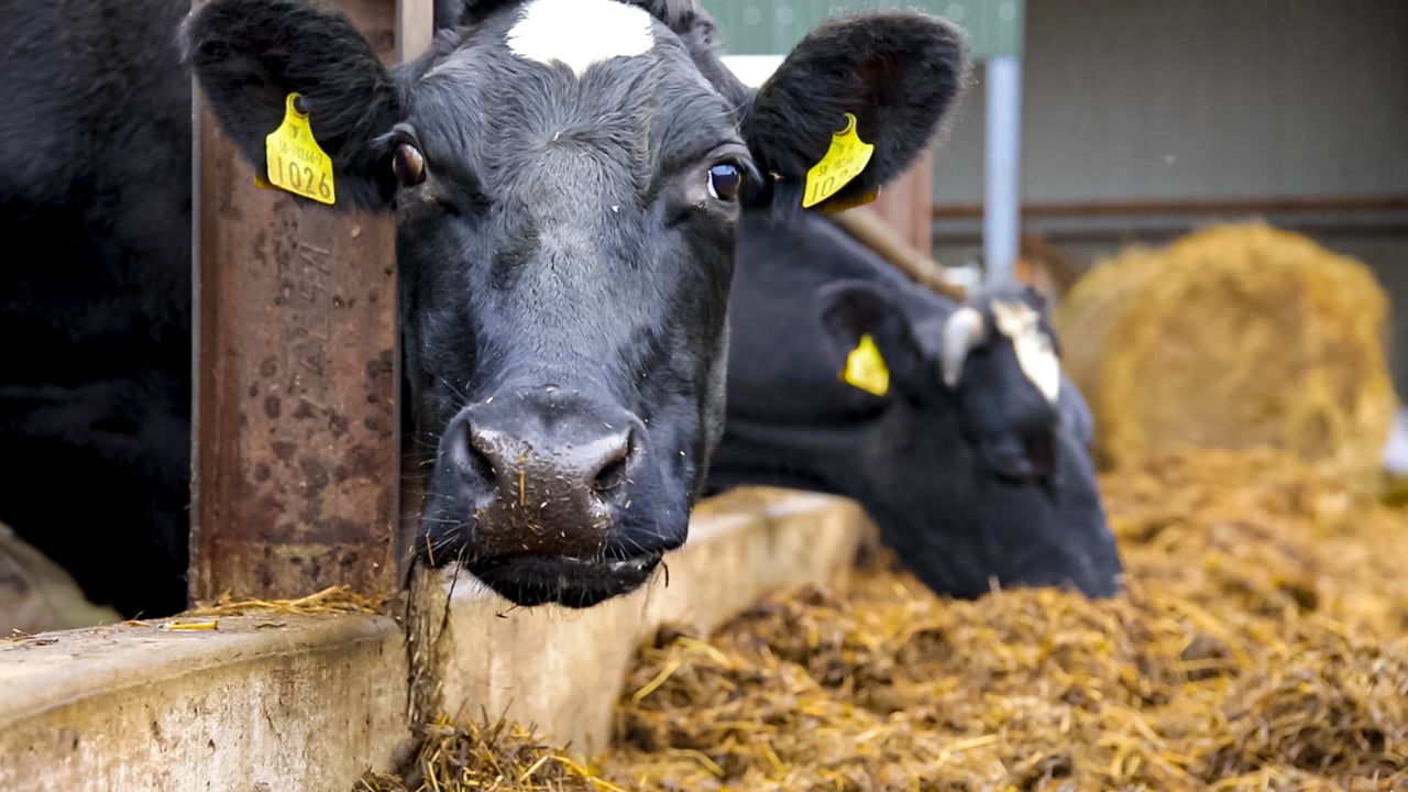 Agriland launches series on 'Efficient animal production' with Grassland Agro