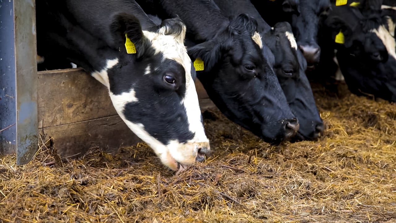 Concern for dairy output after meeting between DAFM and farm orgs