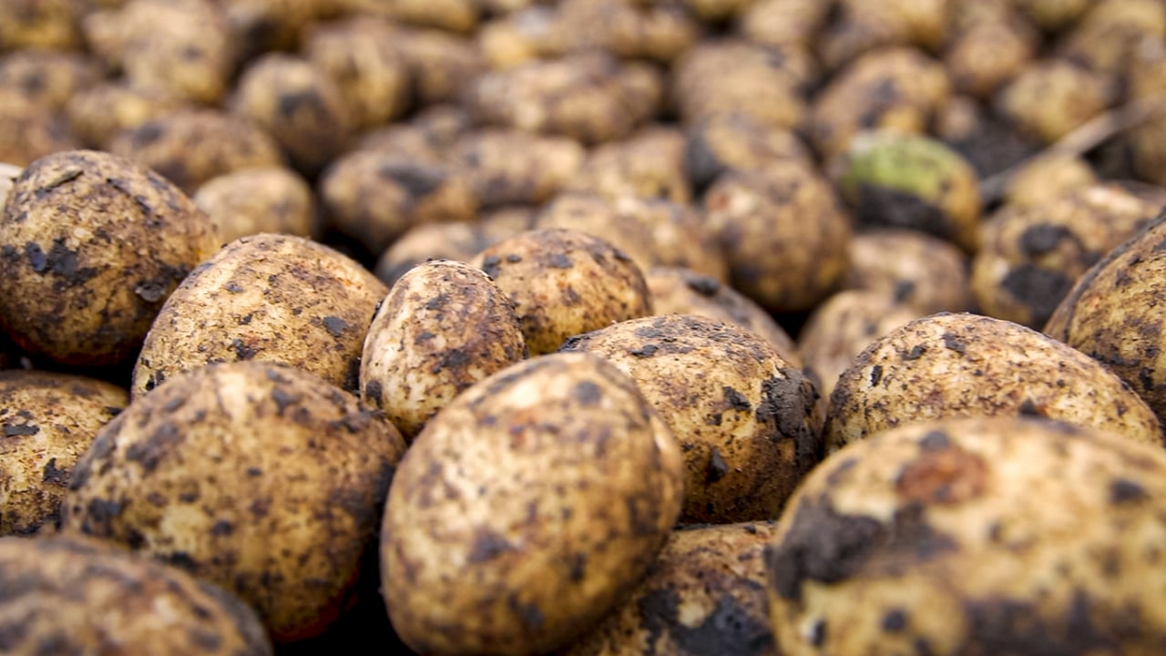 Closing date extended for potato investment aid scheme