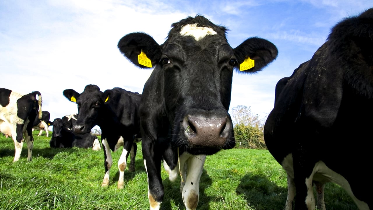 Eurostat: Livestock population continues to fall across EU