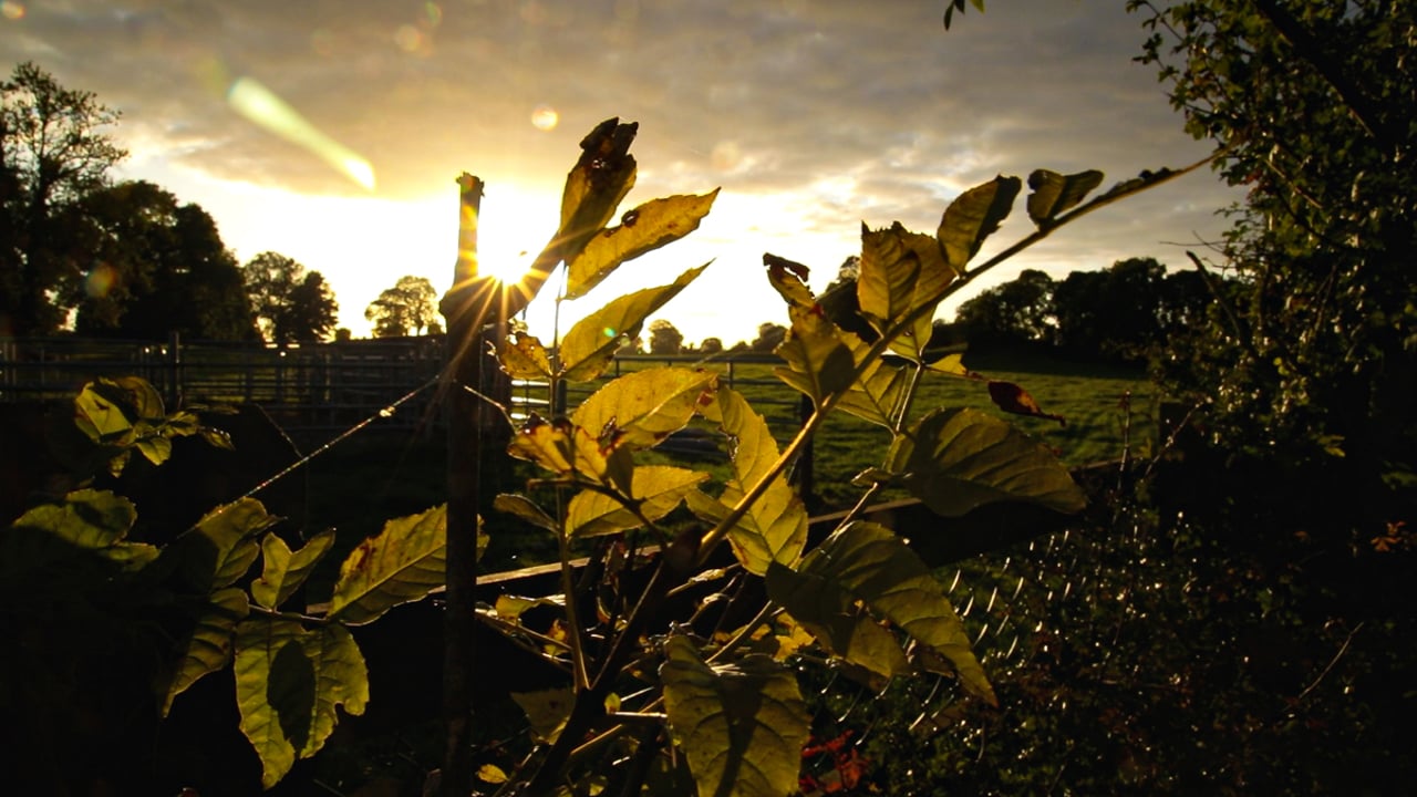 BioFarm 2023: Intensive farming model is broken - Sweeney