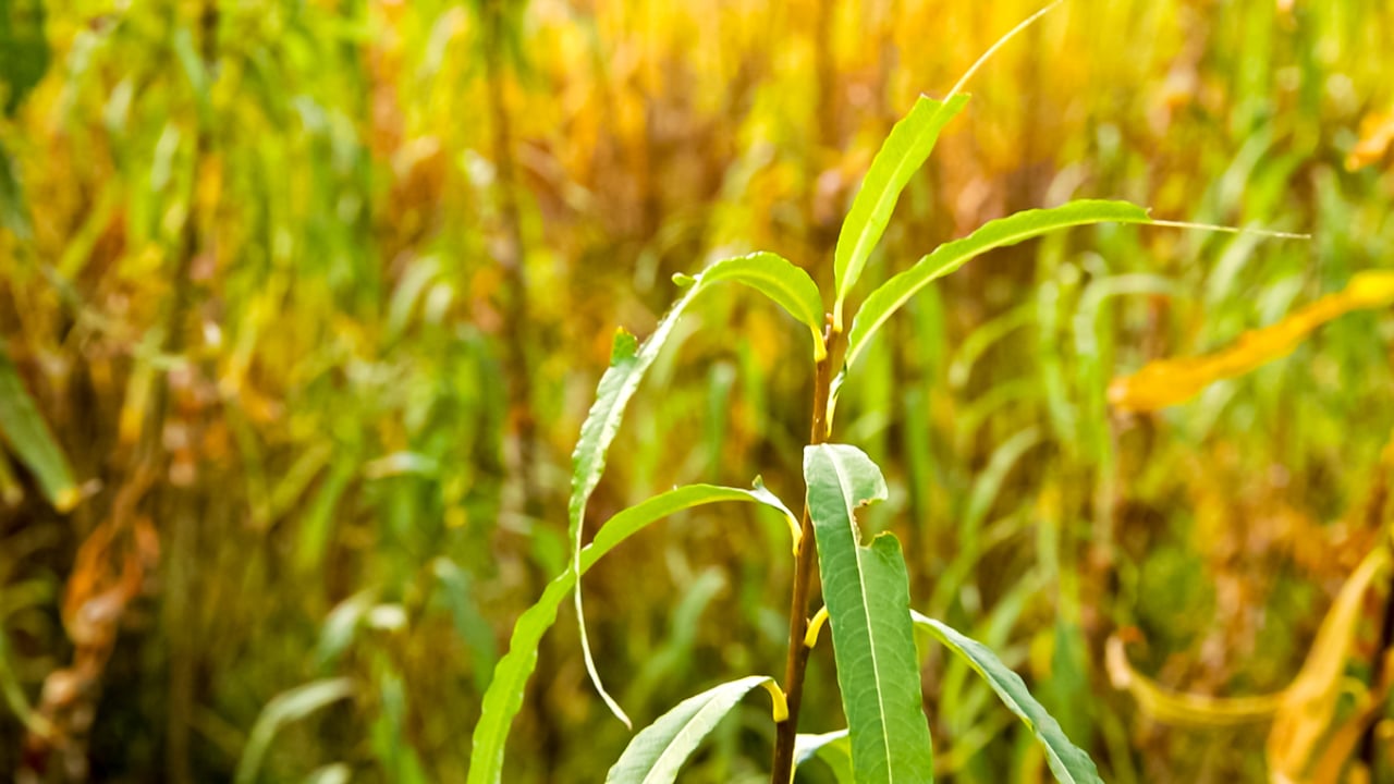 Biofuel companies in China audited over potential fraud