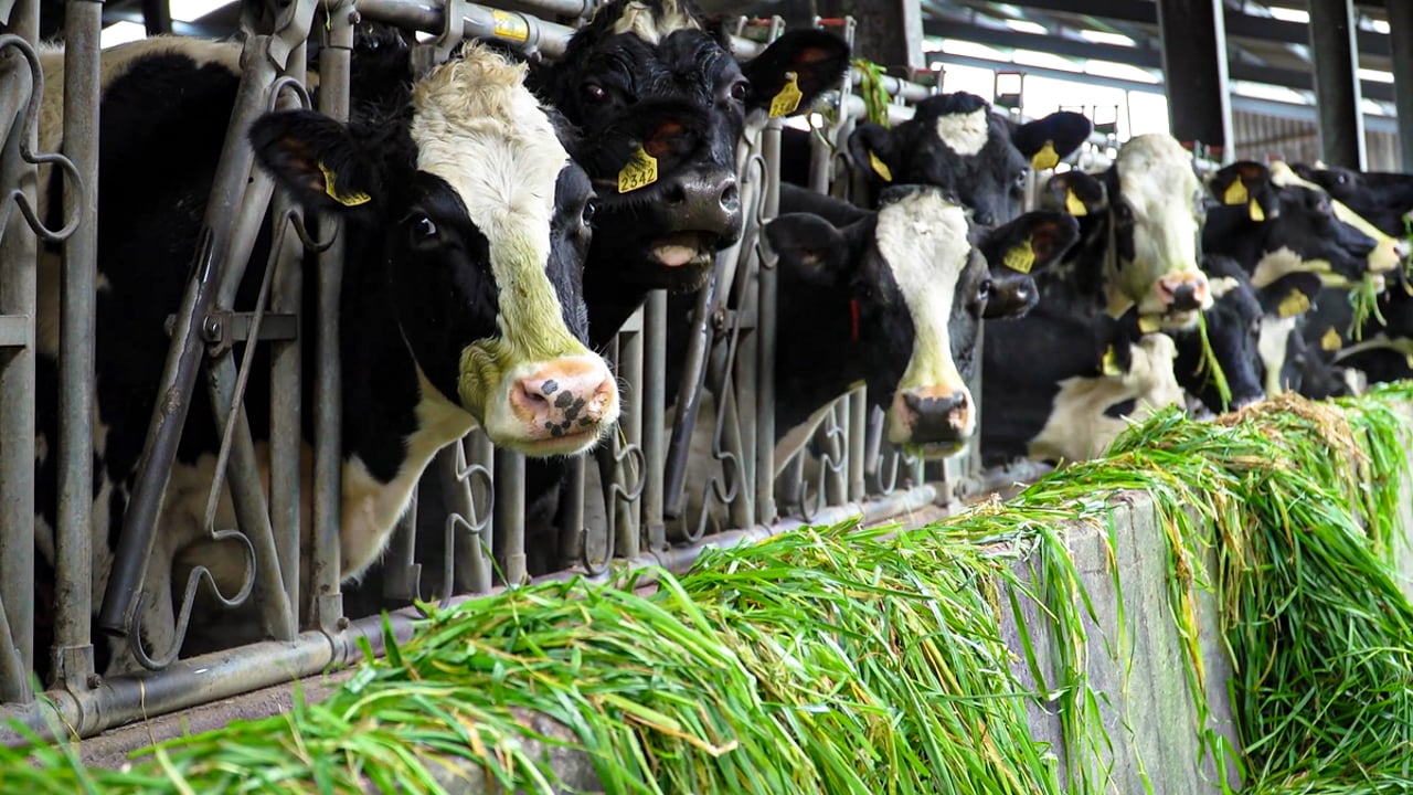 Dairy social media campaign gains support in NI