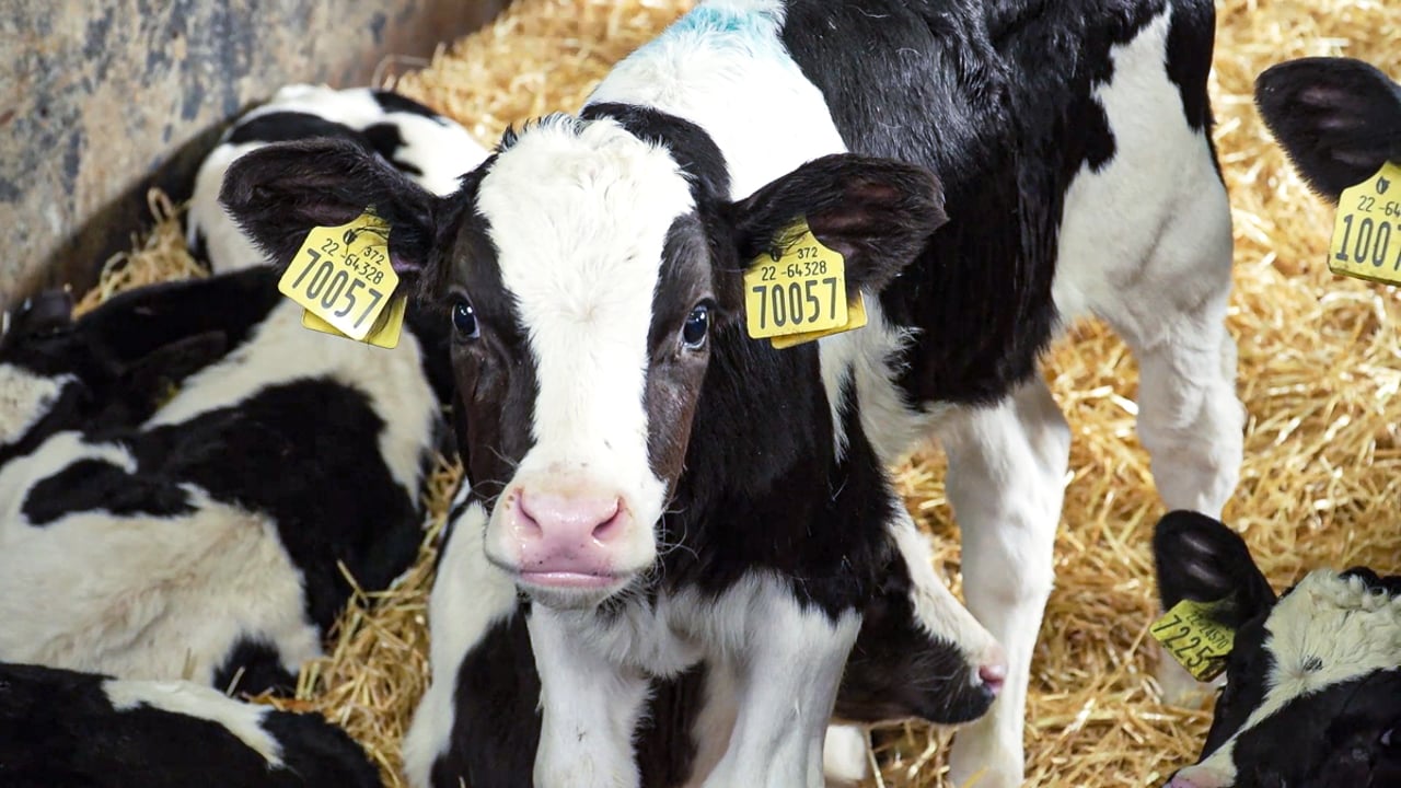 Calves a 'picture of health' on 63-day feeding programme incorporating Compumate