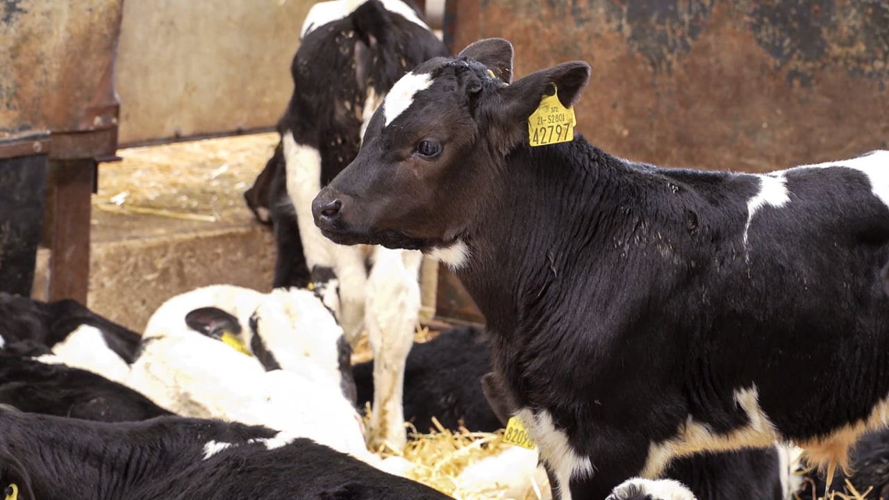 Calf shipments to Cherbourg cancelled this week