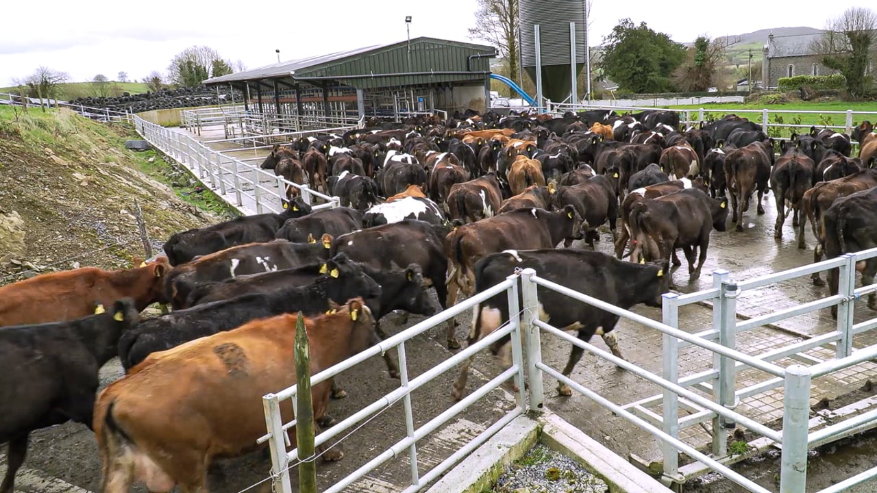 Could cow flow be improved on your farm?