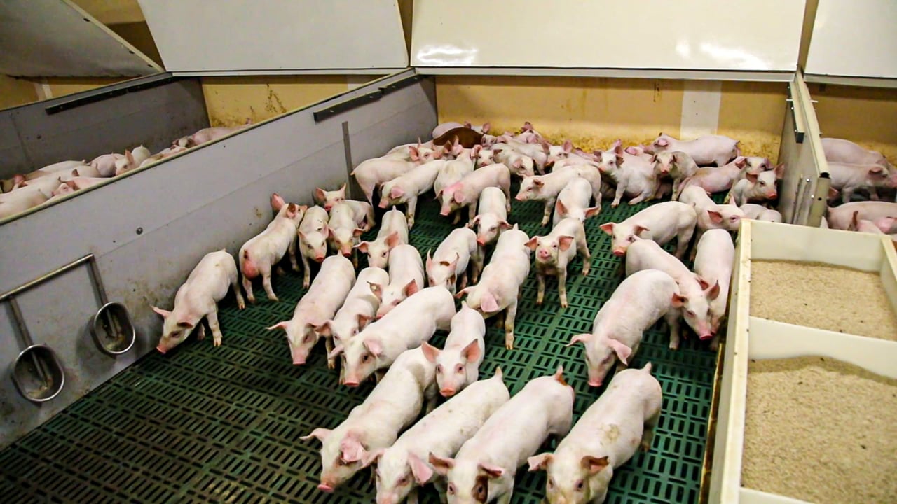 Feed price increases will hit pig farmers’ bottom line immediately