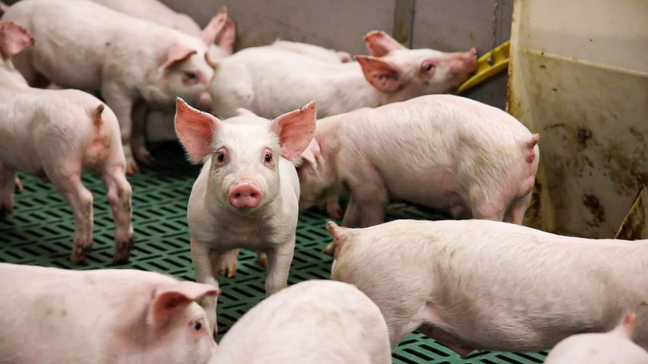 Tenders sought for refit of Moorepark farrowing house