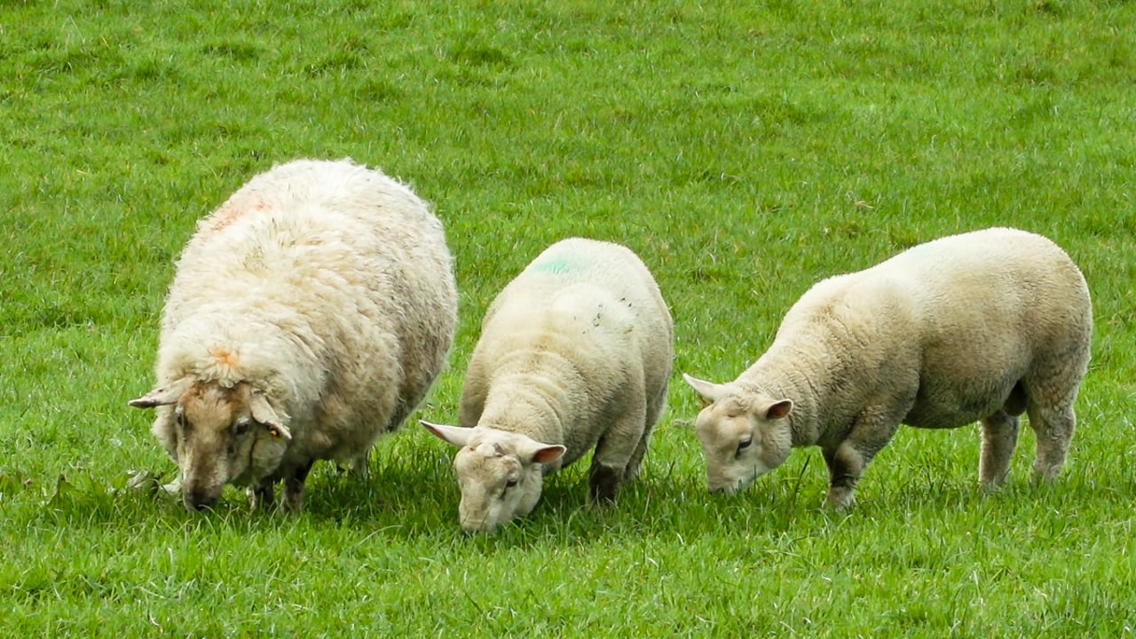 Door to door enquiries conducted after dogs kill sheep in Galway