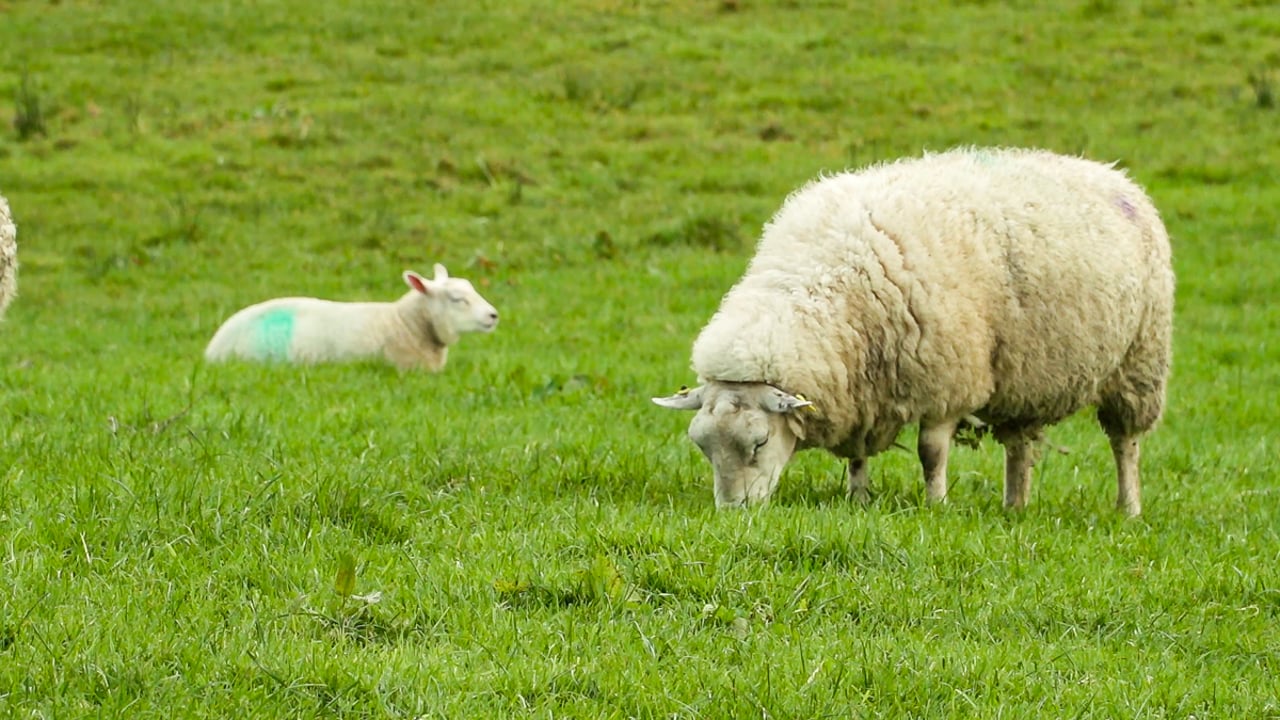 Census forms issue to 47,000 sheep and goat farmers