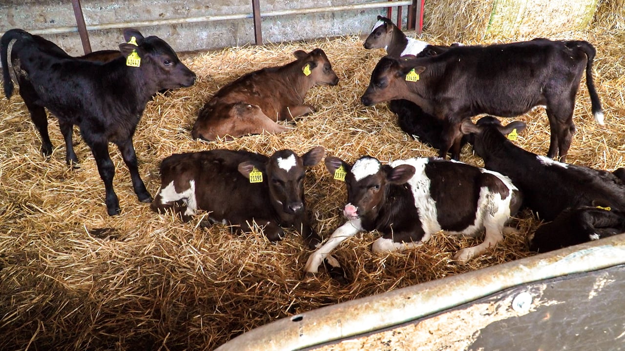 Calf registrations approach one million mark