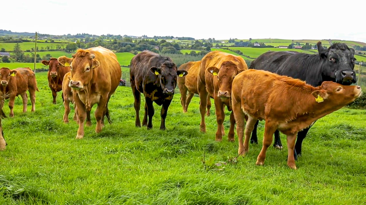 Bord Bia confident cattle eligible for PGI status will increase