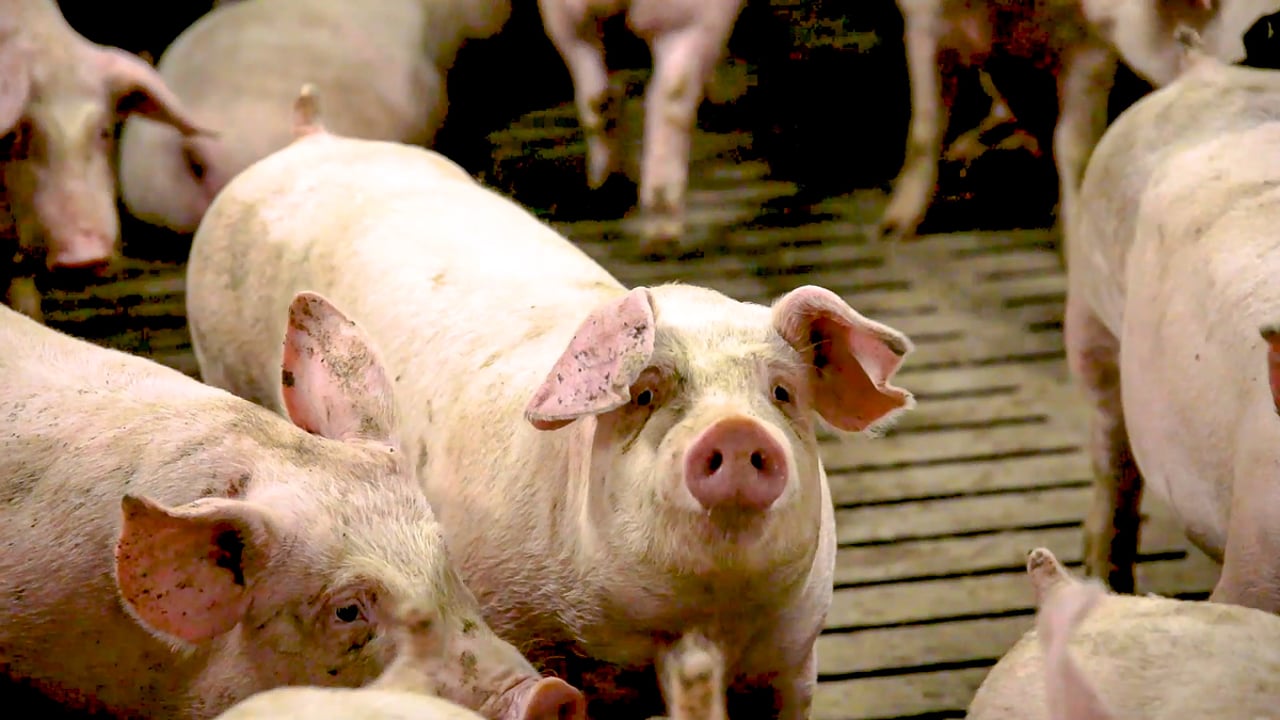 Pig producers face 'market risks' new report warns