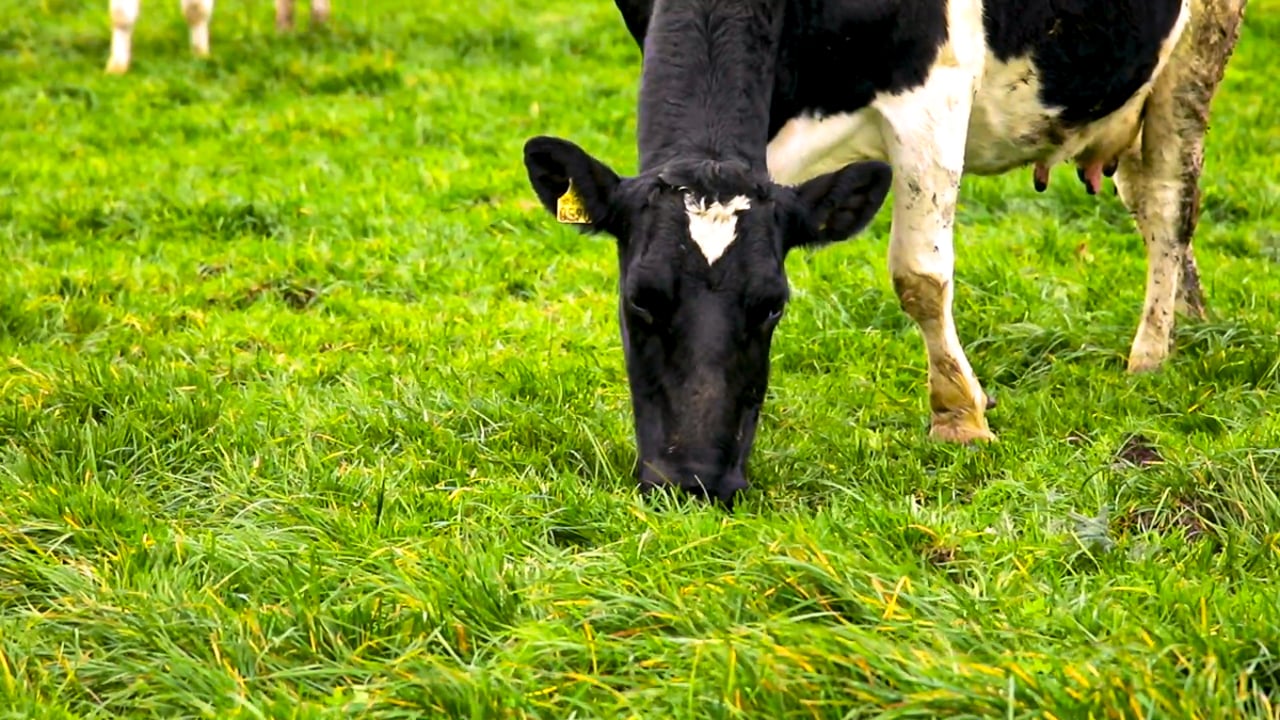 Grass growth: Stagnant growth making 40-day rotation difficult