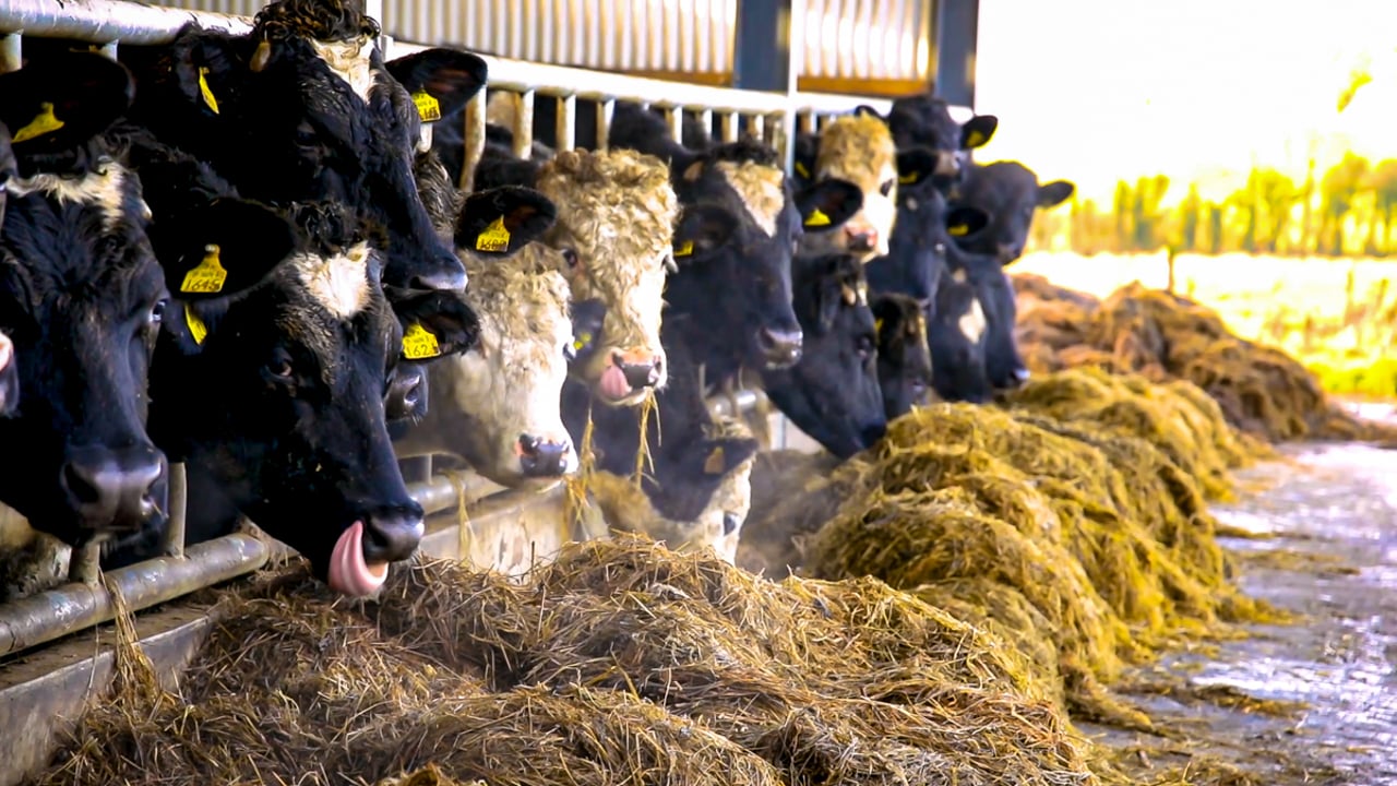 DAFM: 'No money' for fodder support scheme