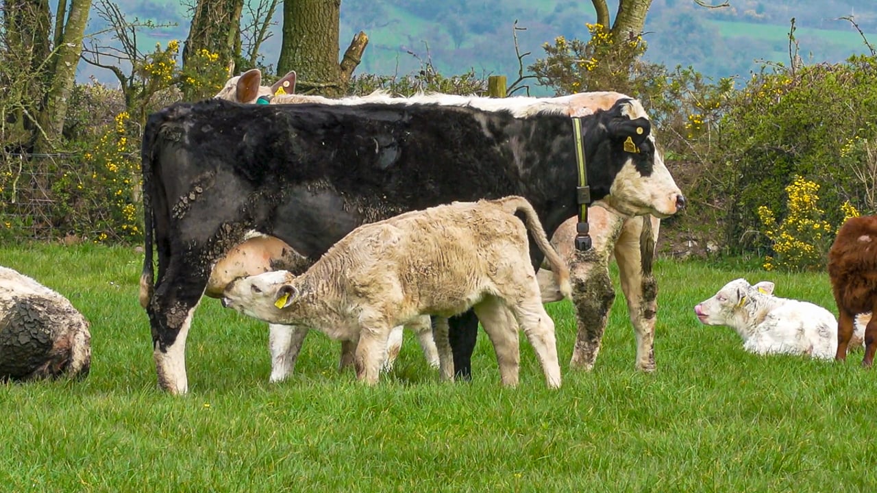 AFBI: Livestock production at heart of a circular economy