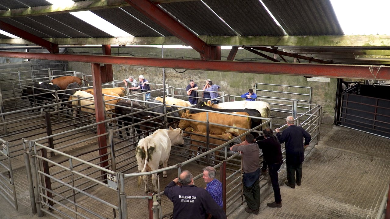 Storm Barra sees a number of marts cancel sales tomorrow