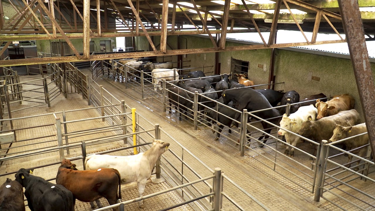 Cattle marts: Prices increase by '€30-40/head' for store cattle