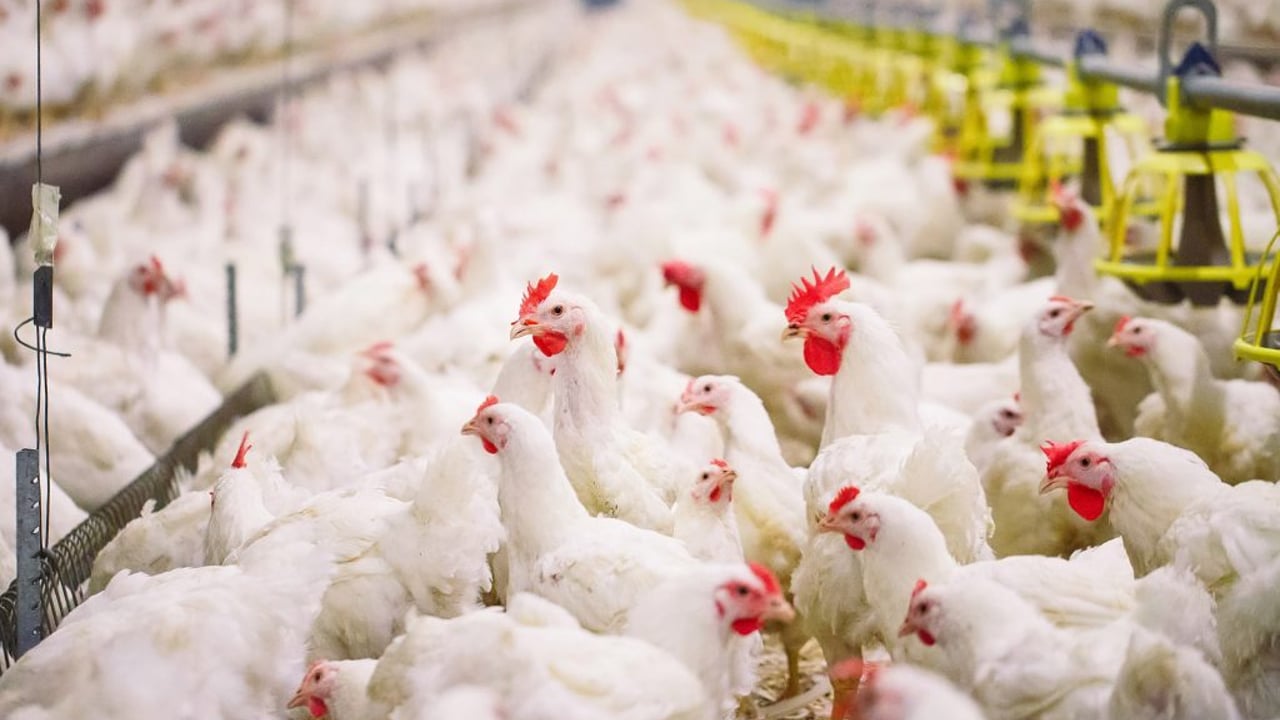 NI academic awarded £250,000 to use crowd-tracking technology to improve broiler welfare