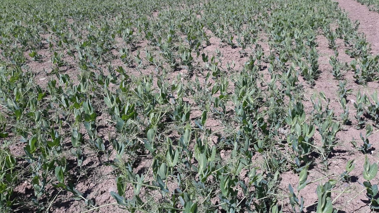 A crop of peas Kevin walked last week. Image source: Kevin Egan, Liffey Mills