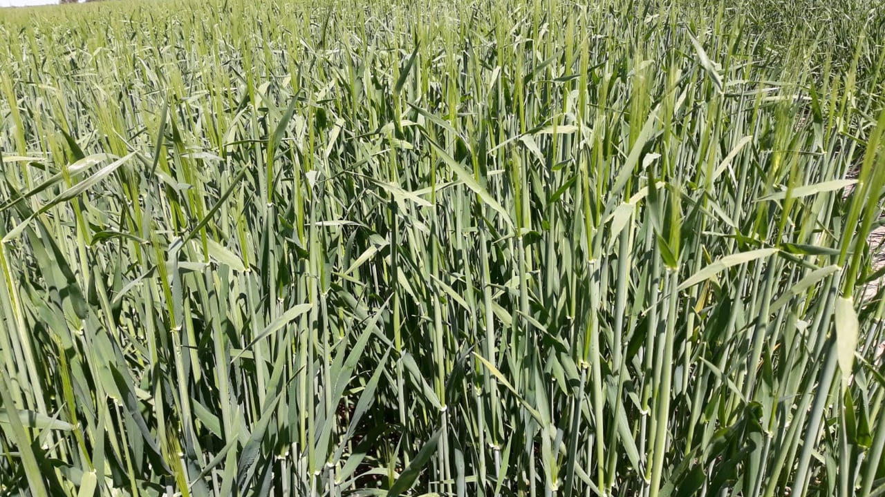 Making best use of nitrogen on winter crops