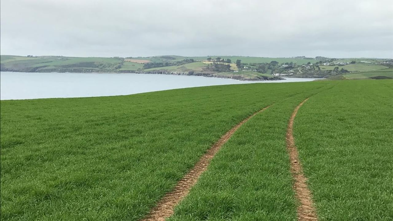 Mark was walking spring barley overlooking Kinsale Harbour. Image source: Mark Hosford, Southern Fuels and Farm Supplies