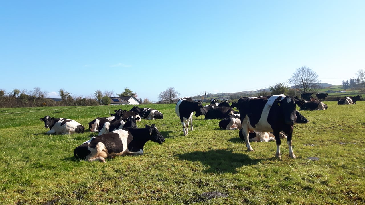 Feed additive lifts milk yields and solids in spring-calving dairy herd