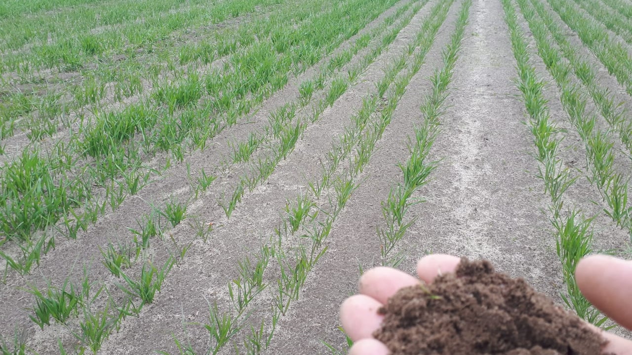 Oats on reclaimed sandy soil in Co. Wexford. Image source: Tim Shiel
