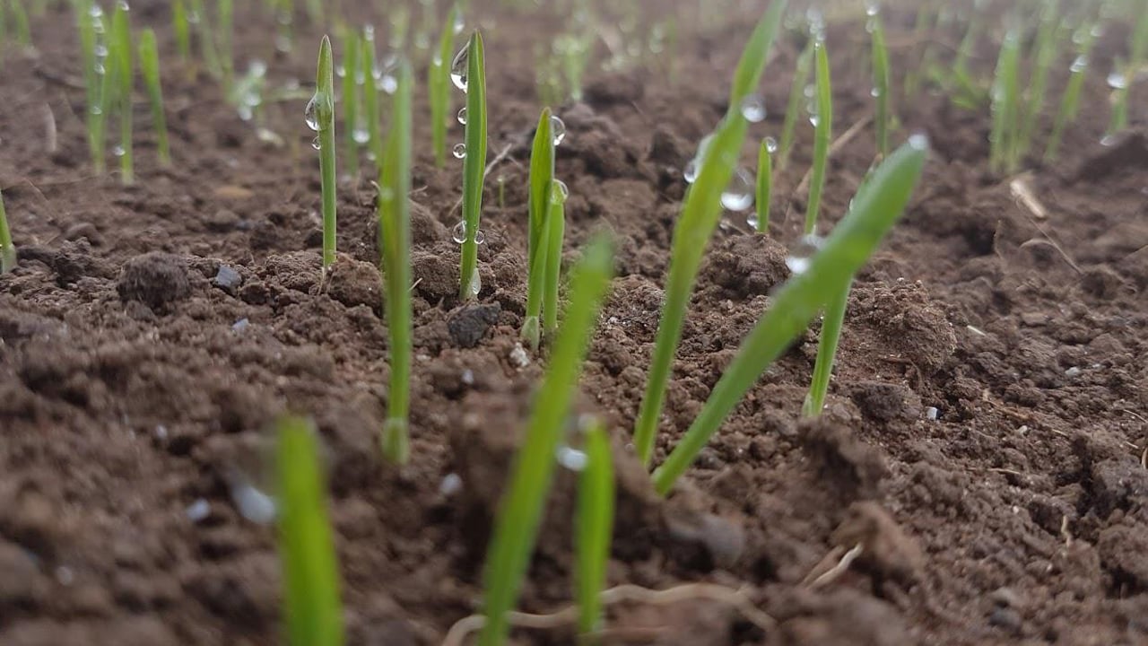 Séamus Duggan sent in this picture for Arable April this week