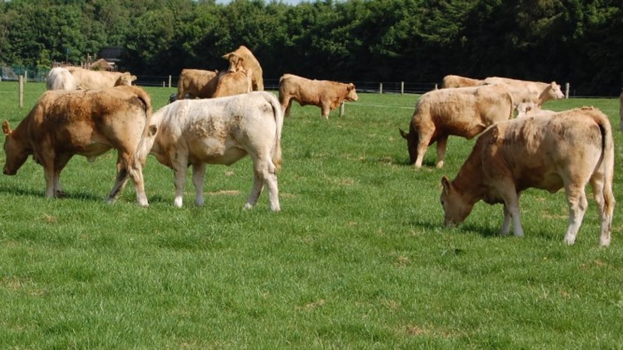 What cattle are available for sale on Haystack this week?