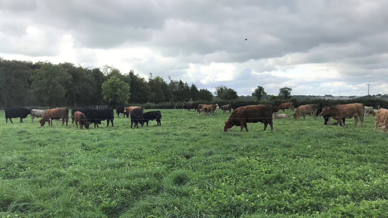 Teagasc Grange to test effect of reduced suckler stock on income