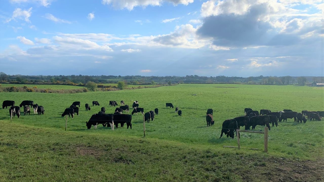Bord Bia Market Update: Beef, sheepmeat and live exports