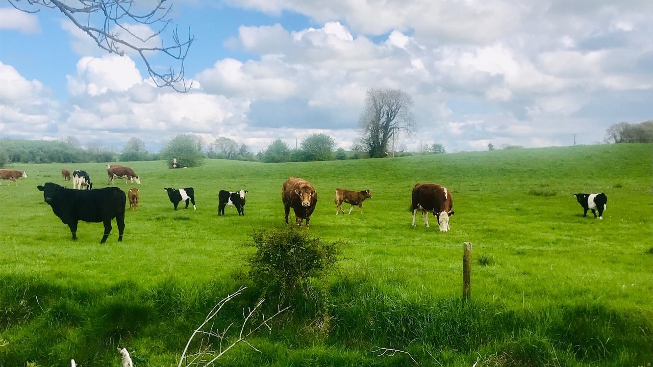 Irish agriculture 'cannot be undermined' by EU policies - Creed