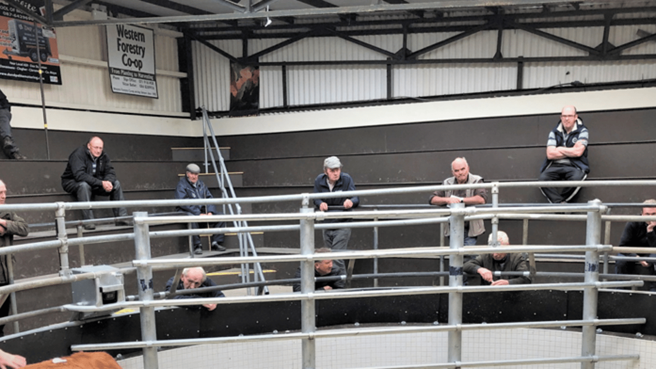 Buyers social distancing at Ballinrobe Mart earlier this year