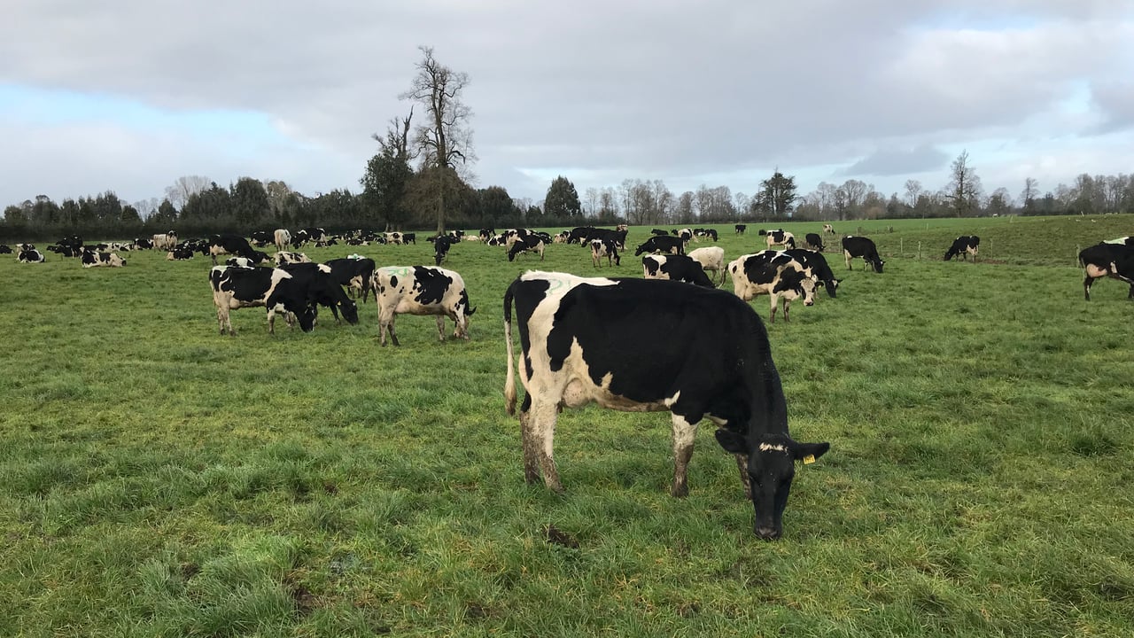 Getting cows out to grass this spring