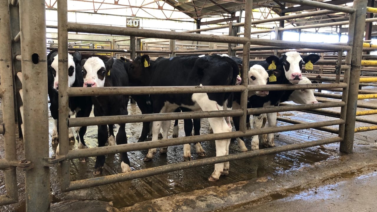 Pics and prices: 'Positive trade' for calves at Enniscorthy Mart
