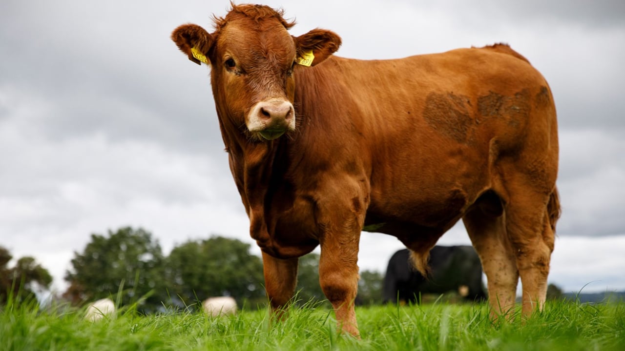 Beef farmers make up majority of Cultivate loan applications