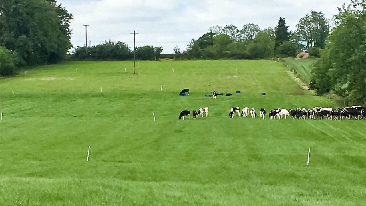 Calves grazing after grass on Martin Connolly's farm in Co. Roscommon