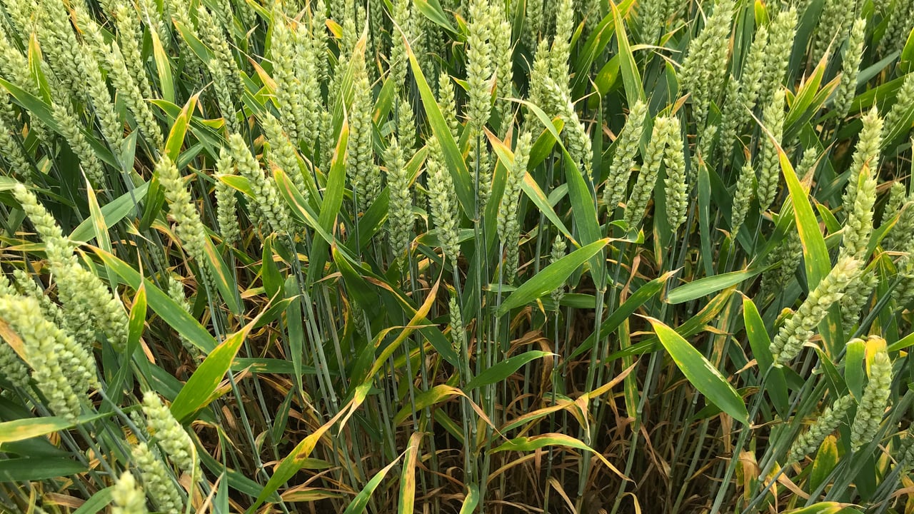 Wheat disease control options for the upcoming season
