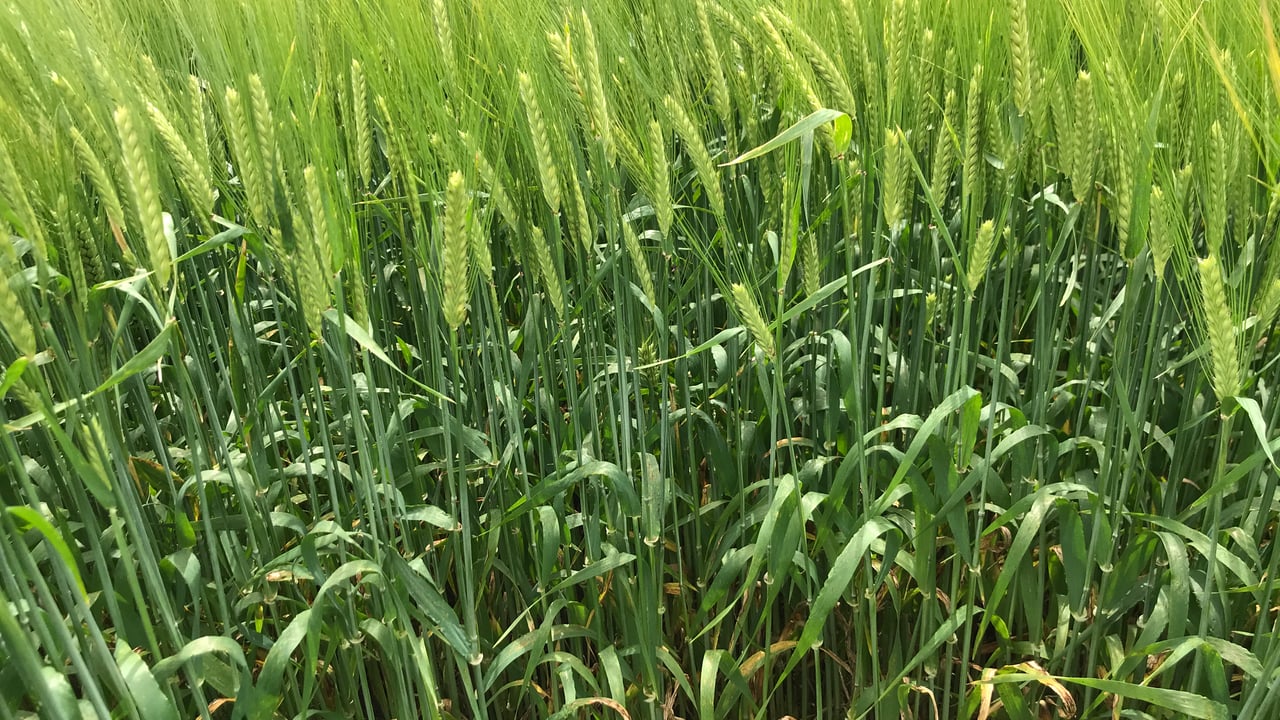 Disease levels 'have remained low' within cereal crops - specialist