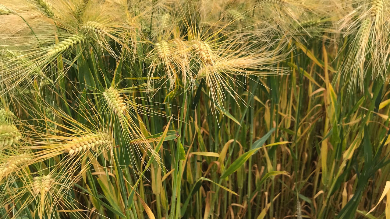 Patriotic winter barley varieties for autumn 2020