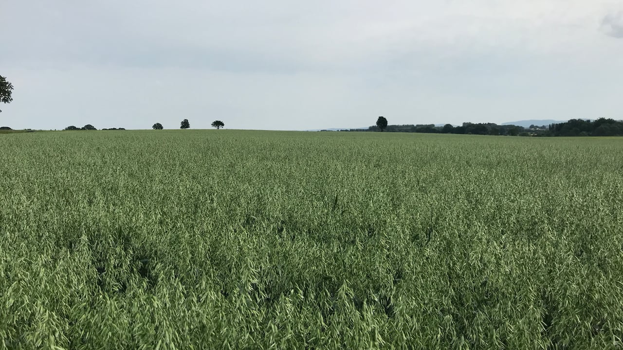 One new spring oat variety on the cards for next season