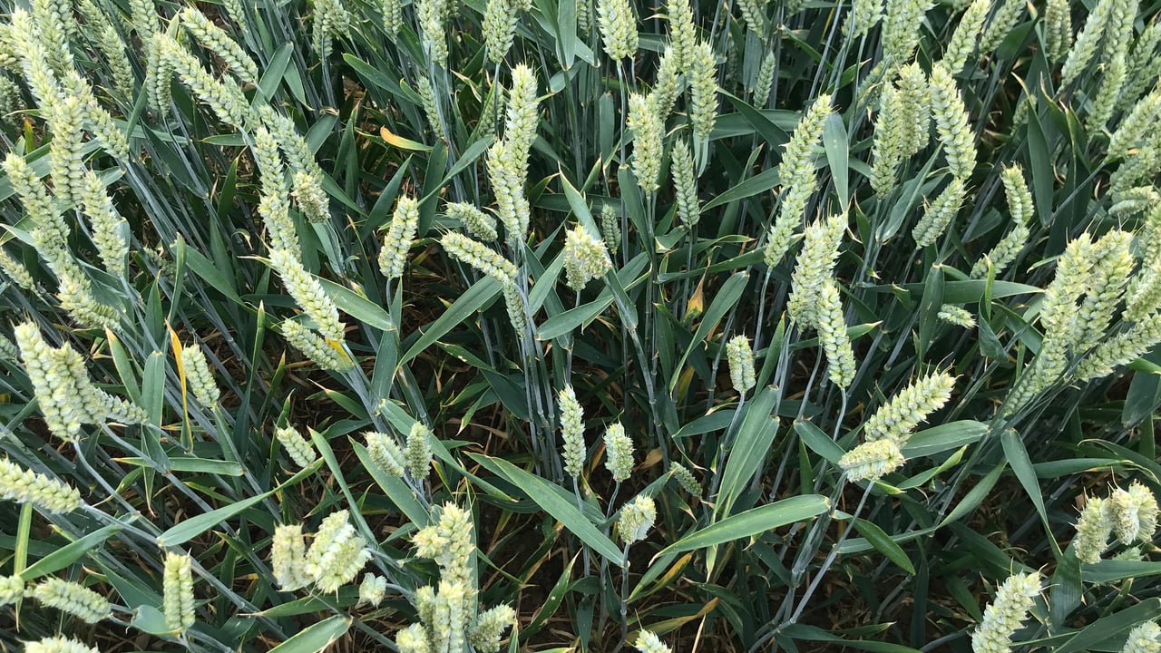 Tillage focus: Leading the way with efficient and nutritious agronomy programmes