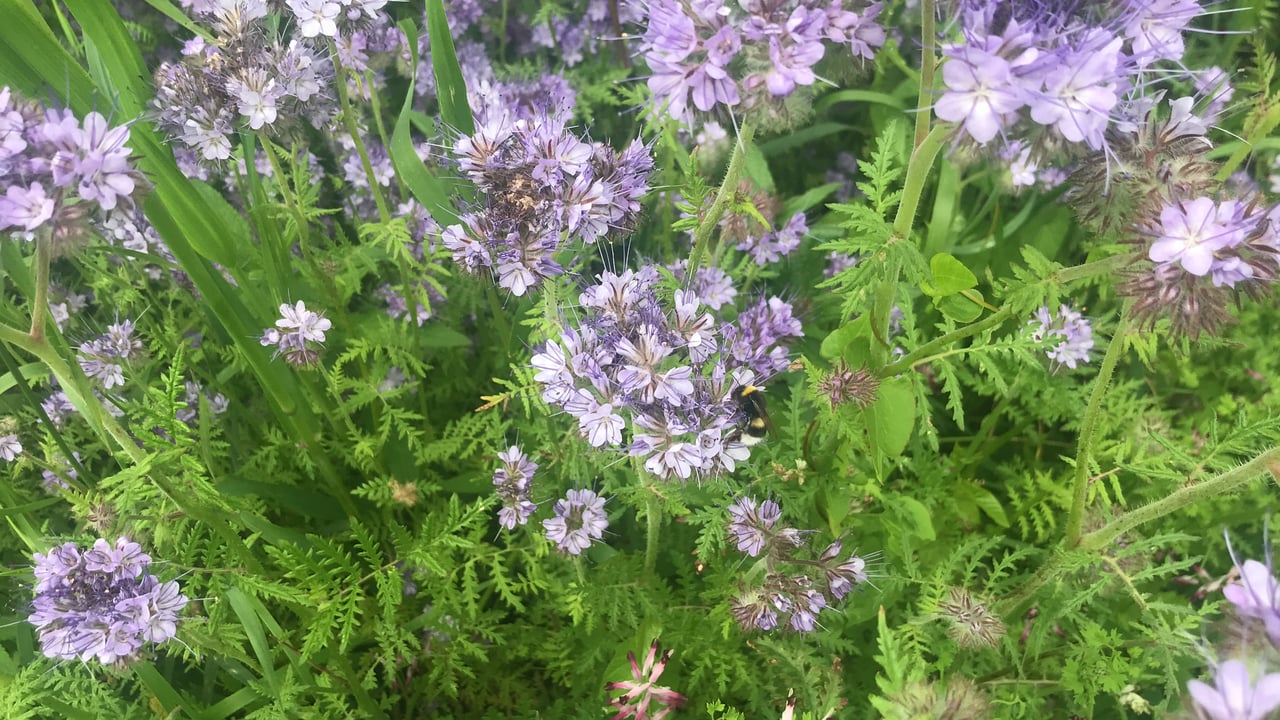 A pollinator strip on a farm in Co. Cork this month