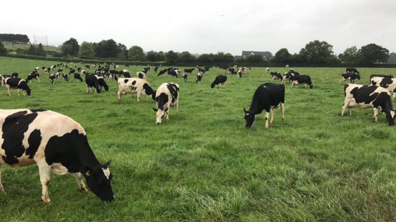 'Milking cows OAD has reduced milk production by 22%' - study finds