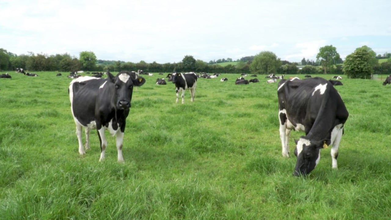 'A cow must have a low SCC in order to maximise her potential'