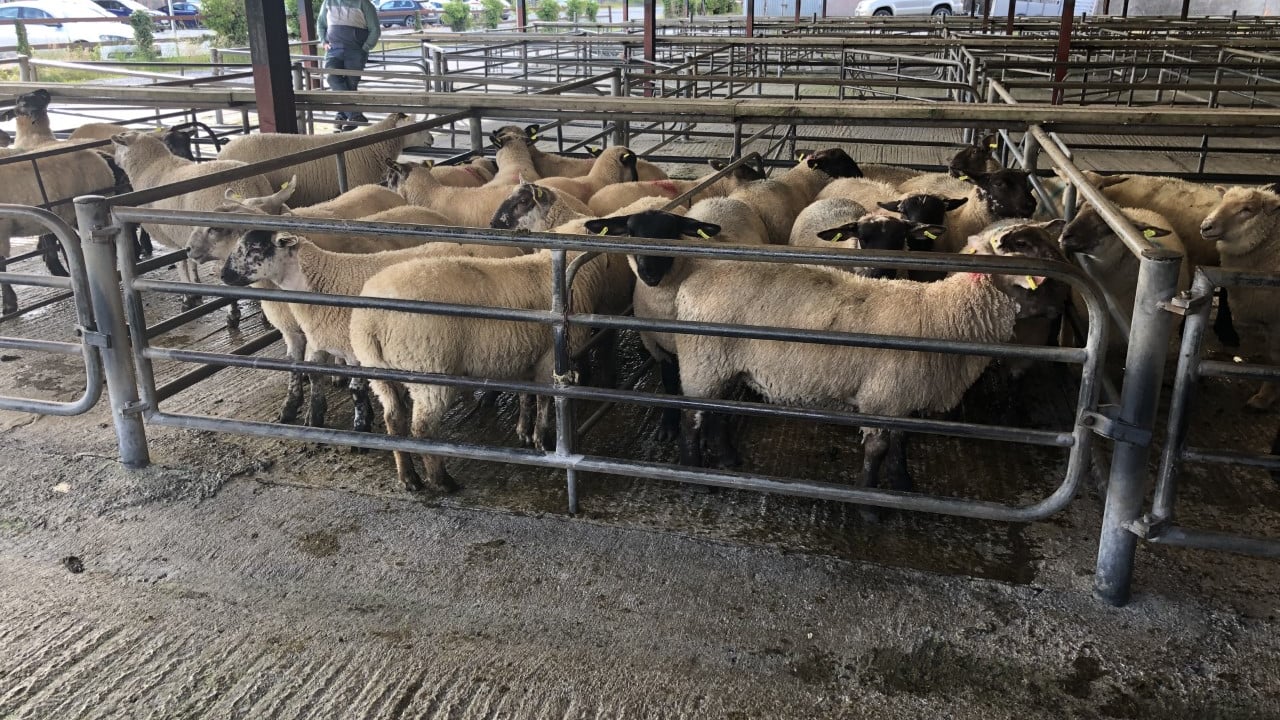 Sheep marts: Lambs easier by up to €4-5/head in places