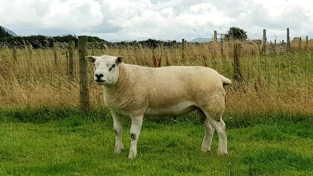Image source: Big Boy Ram Sale